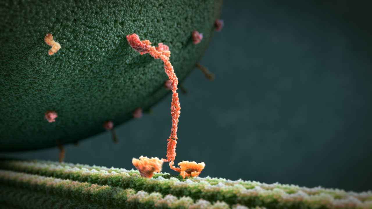 Complexité du vivant, spiritualité & philosophie politique